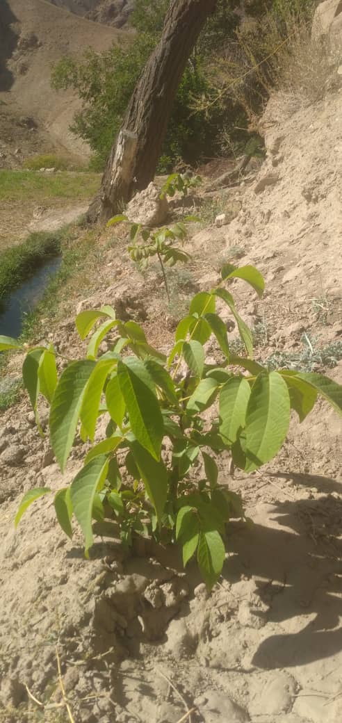 Plant Trees, Grow a Green Future