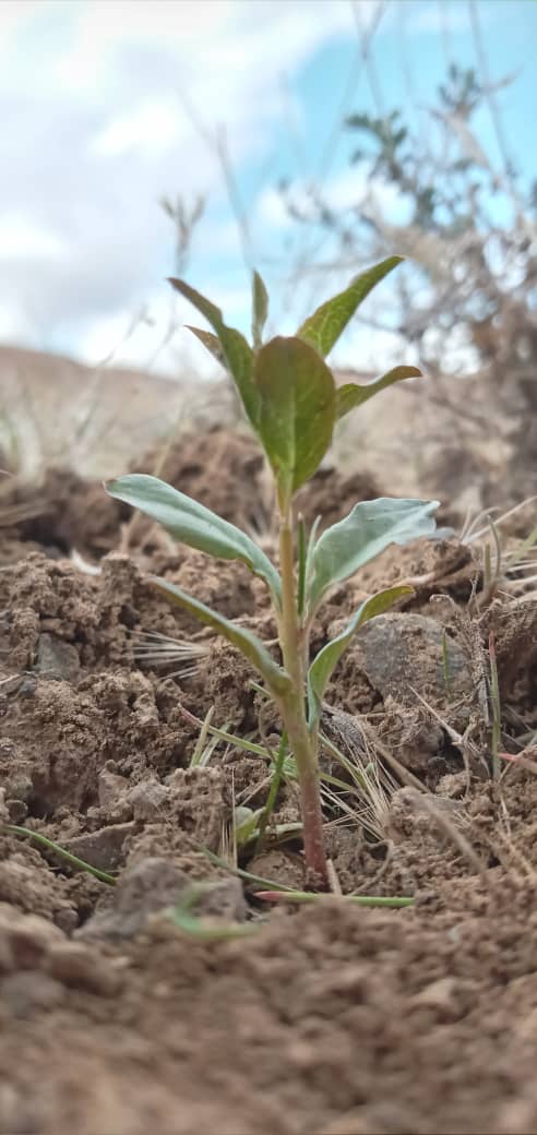 Plant Today, Protect Tomorrow